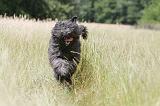 BOUVIER DES FLANDRES 037